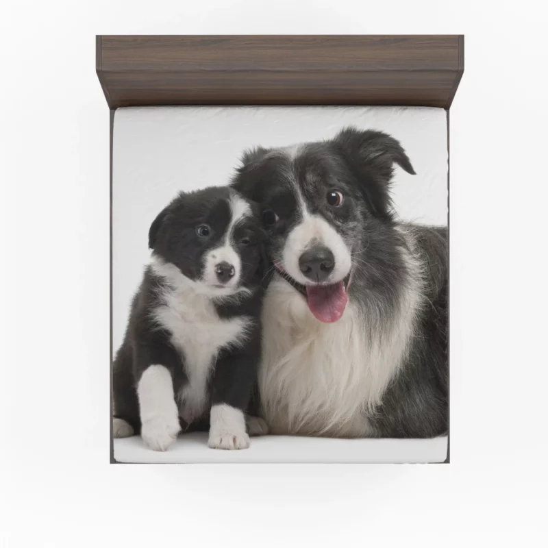 Dynamic Duo Border Collie Pups Fitted Sheet 1