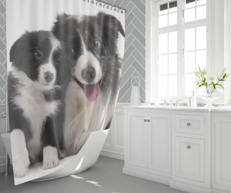 Dynamic Duo Border Collie Pups Shower Curtain 1