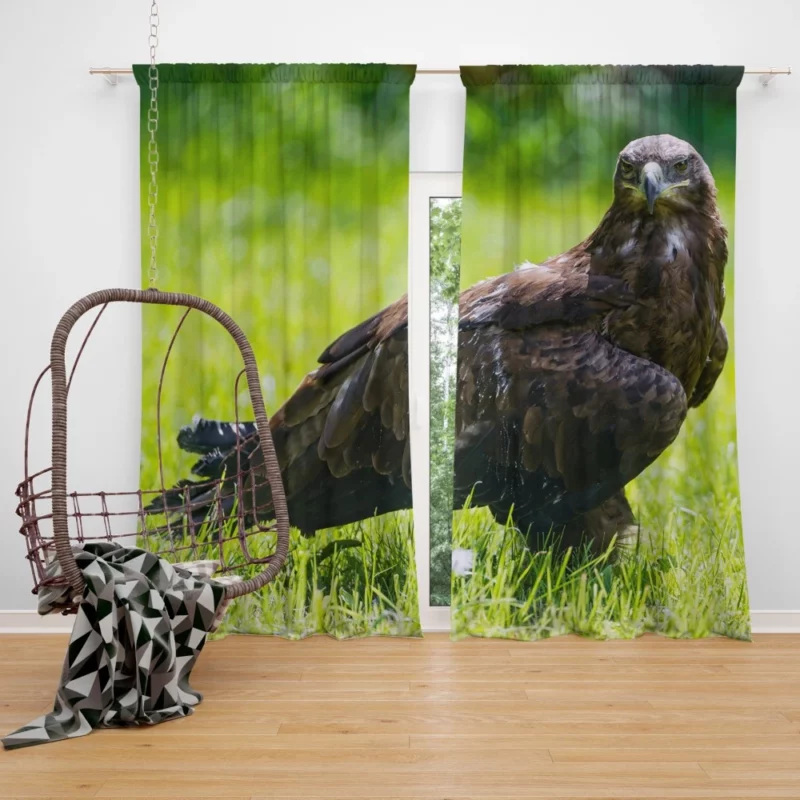 Eagle Soaring Majesty Wilderness Stance Curtain