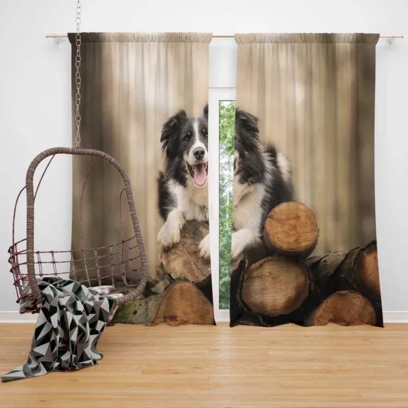 Elegance Border Collie Dog Curtain