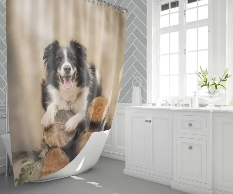 Elegance Border Collie Dog Shower Curtain 1