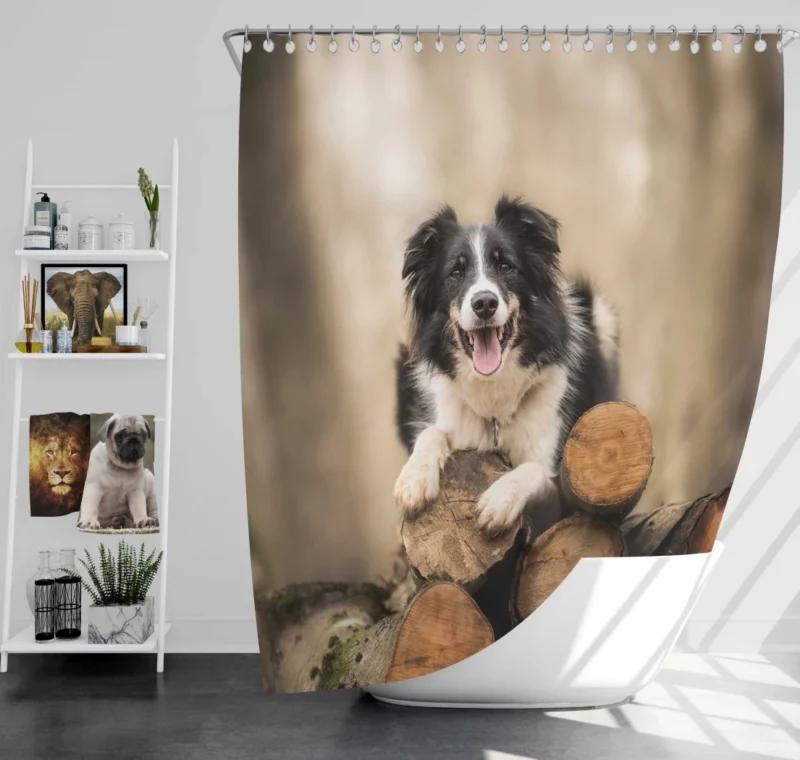 Elegance Border Collie Dog Shower Curtain