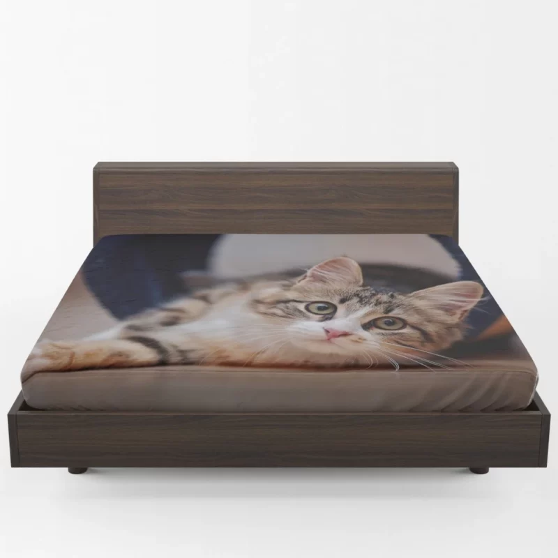 Elegance Close-Up Cat Beauty Fitted Sheet