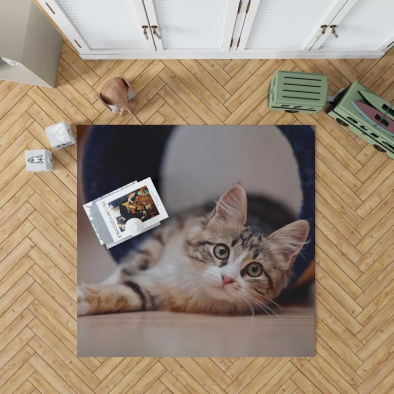 Elegance Close-Up Cat Beauty Rug