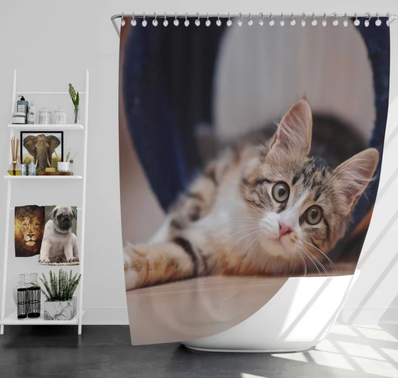 Elegance Close-Up Cat Beauty Shower Curtain