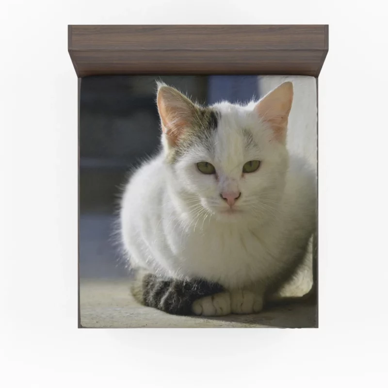 Elegant Feline Gaze Fitted Sheet 1