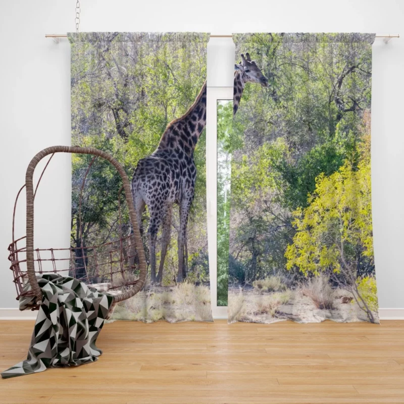 Elegant Giraffe Graceful Stance Curtain