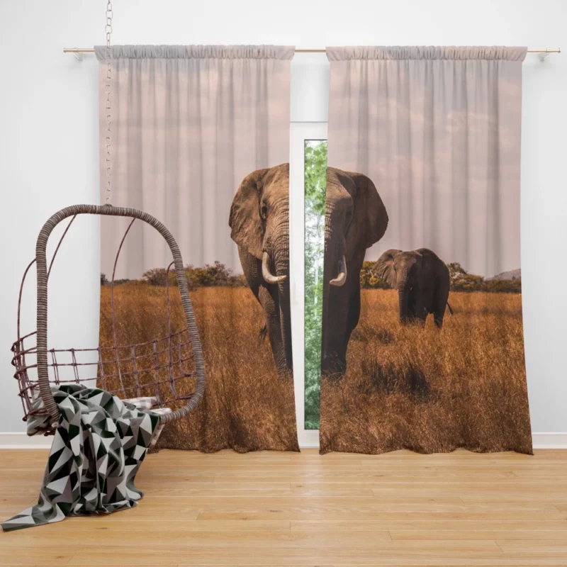 Elephant Wild Curtain