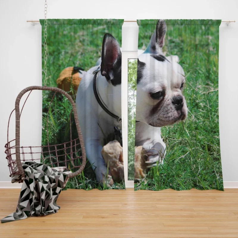 Endearing Expression French Bulldog Charm Curtain