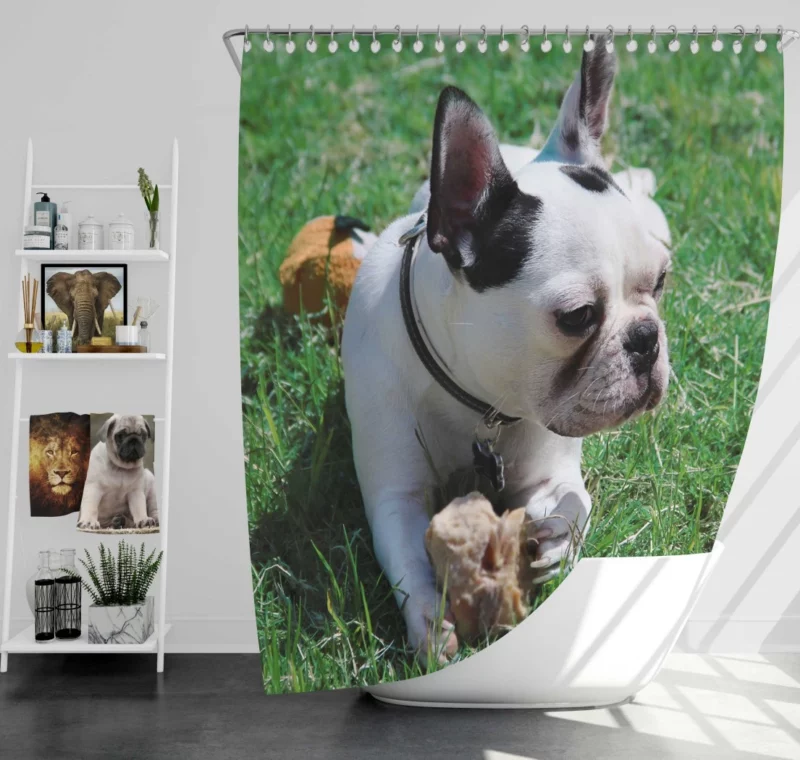 Endearing Expression French Bulldog Charm Shower Curtain