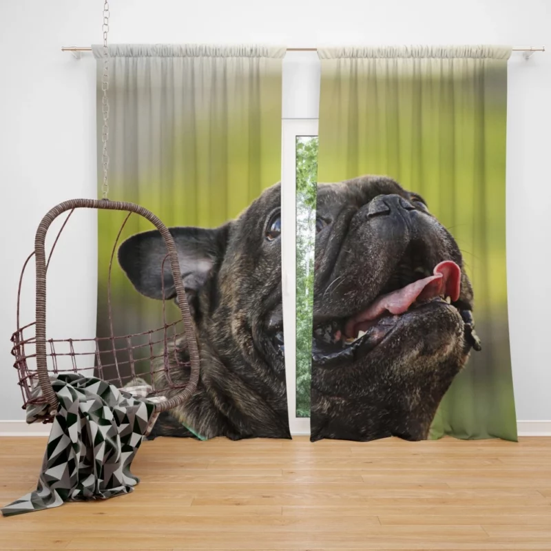 Endearing French Bulldog Expressive Charm Curtain