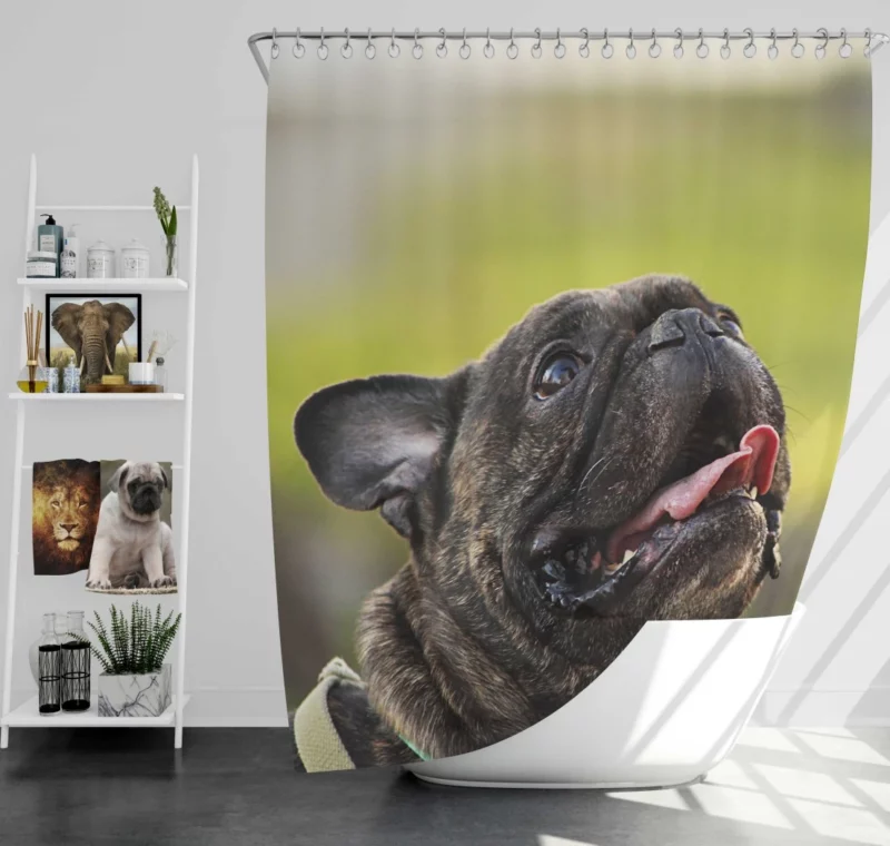 Endearing French Bulldog Expressive Charm Shower Curtain