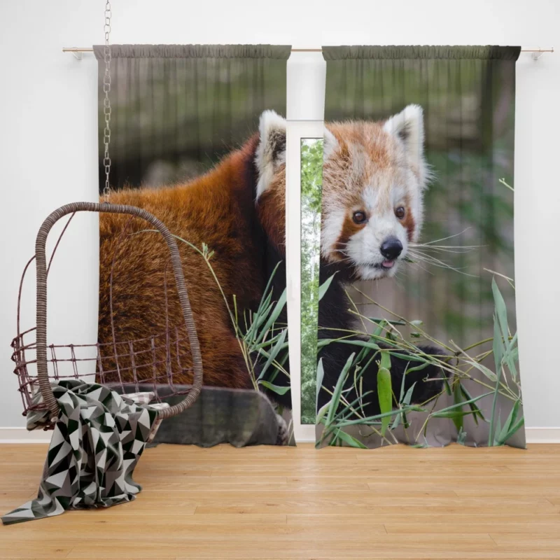 Endearing Red Panda Curtain