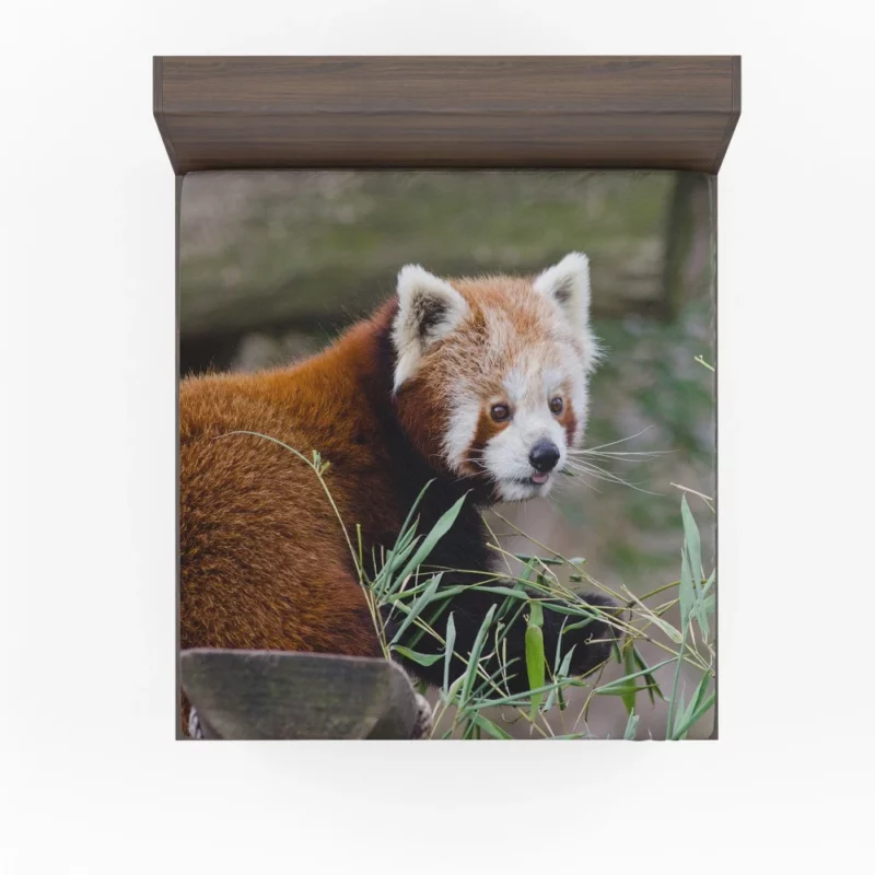 Endearing Red Panda Fitted Sheet 1