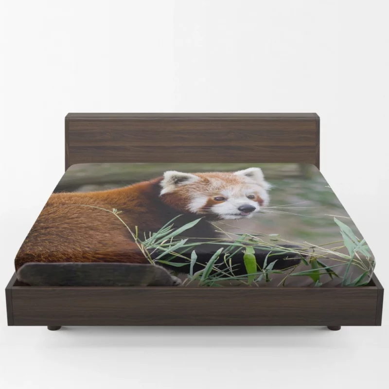 Endearing Red Panda Fitted Sheet