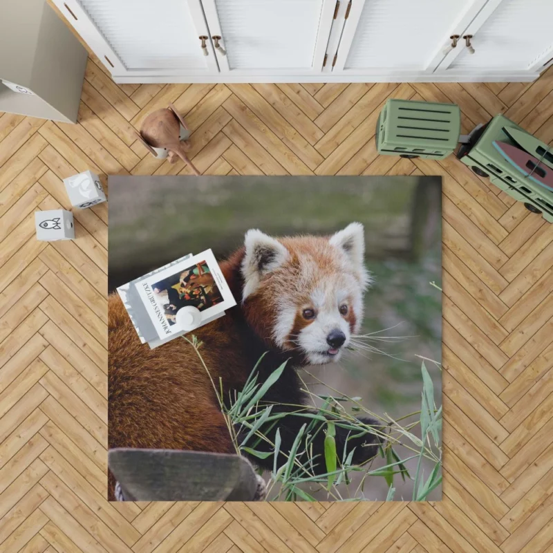 Endearing Red Panda Rug