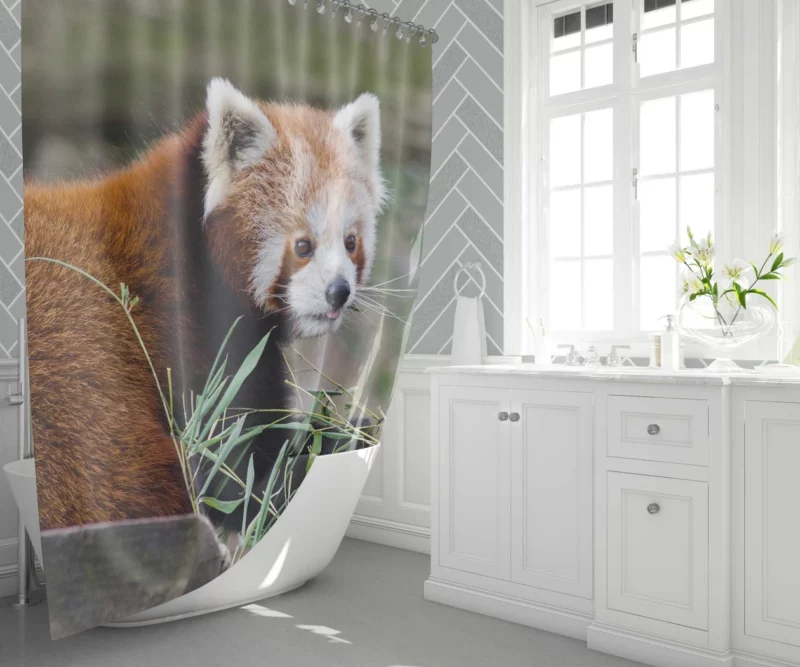 Endearing Red Panda Shower Curtain 1