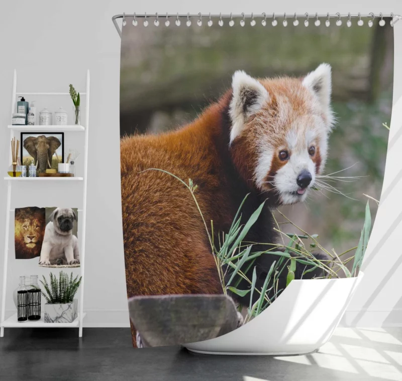 Endearing Red Panda Shower Curtain