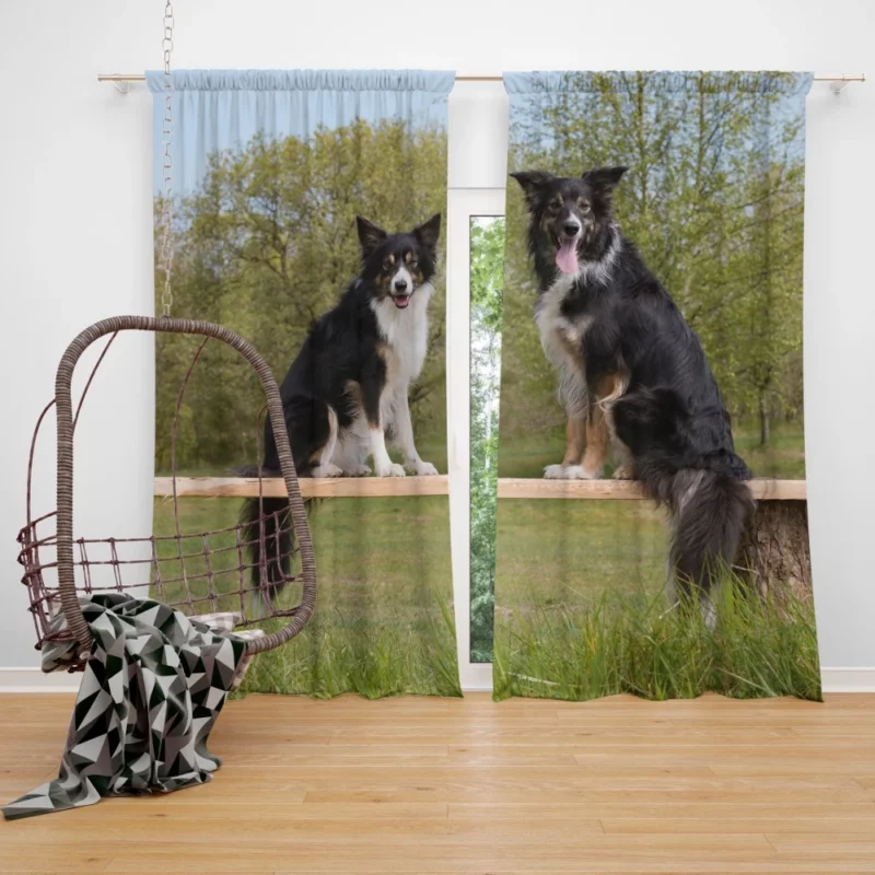 Energetic Border Collie Dynamic Charm Curtain