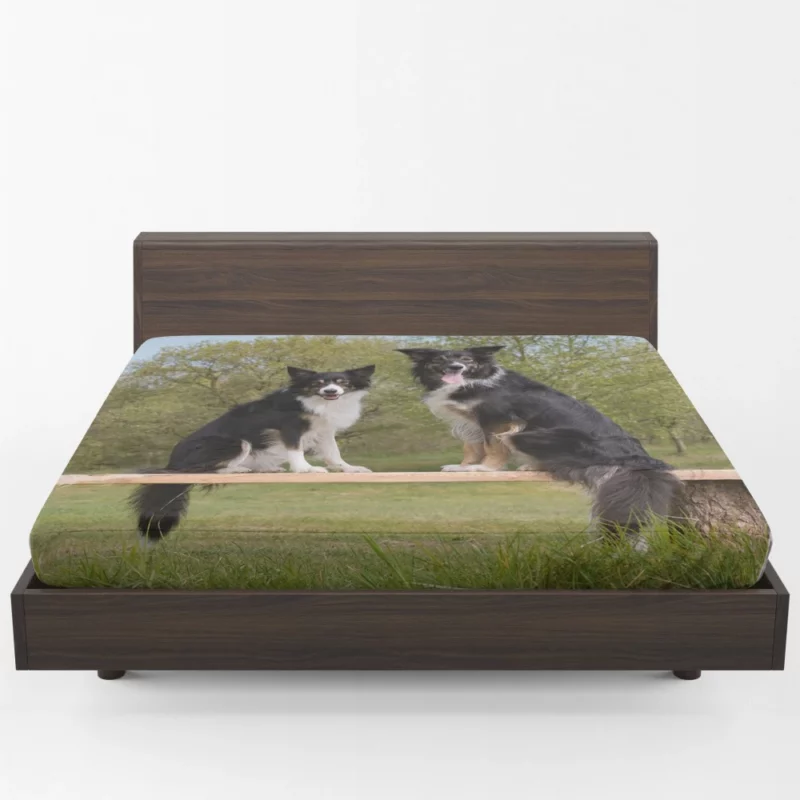 Energetic Border Collie Dynamic Charm Fitted Sheet