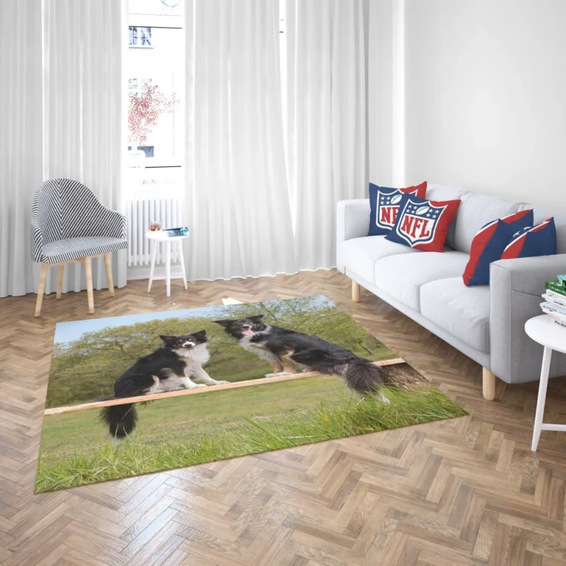 Energetic Border Collie Dynamic Charm Rug 2