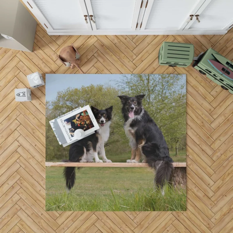 Energetic Border Collie Dynamic Charm Rug