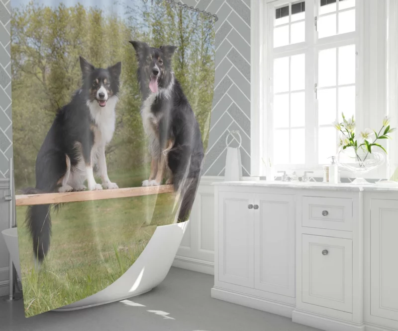 Energetic Border Collie Dynamic Charm Shower Curtain 1