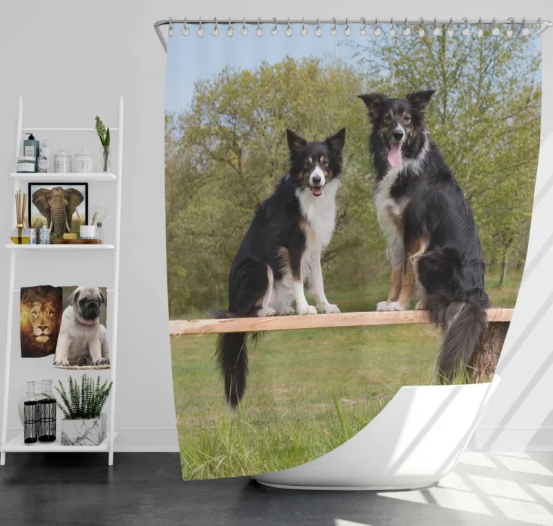 Energetic Border Collie Dynamic Charm Shower Curtain