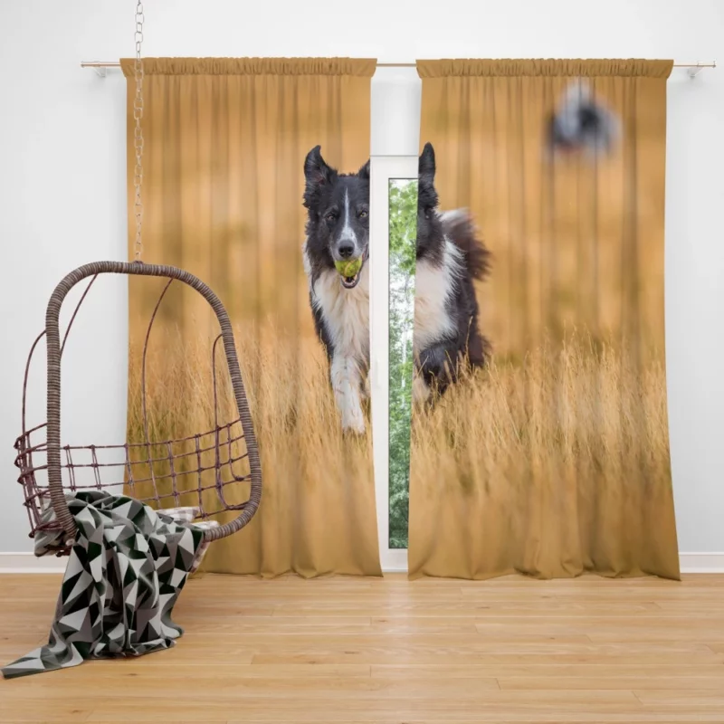 Energetic Border Collie Field Run Curtain