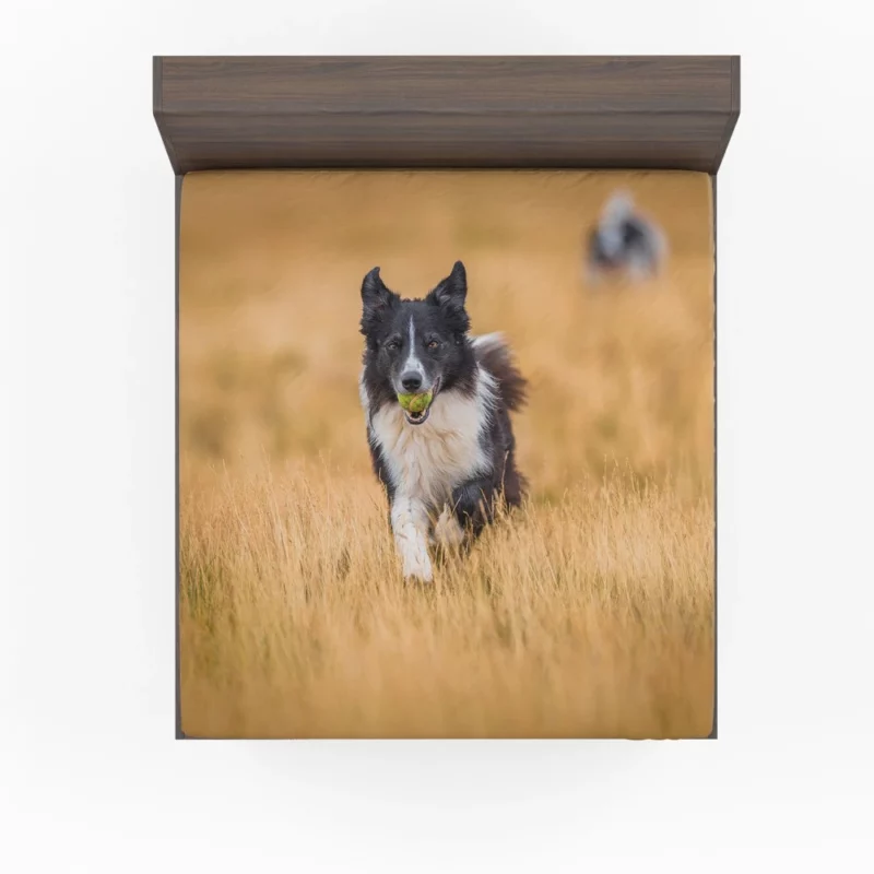 Energetic Border Collie Field Run Fitted Sheet 1