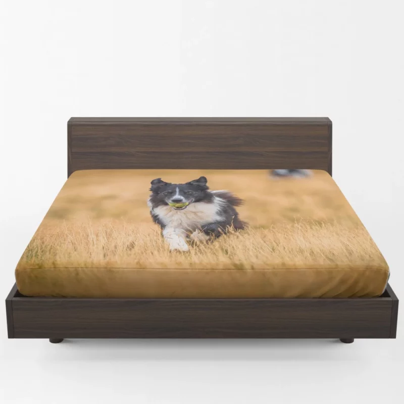 Energetic Border Collie Field Run Fitted Sheet