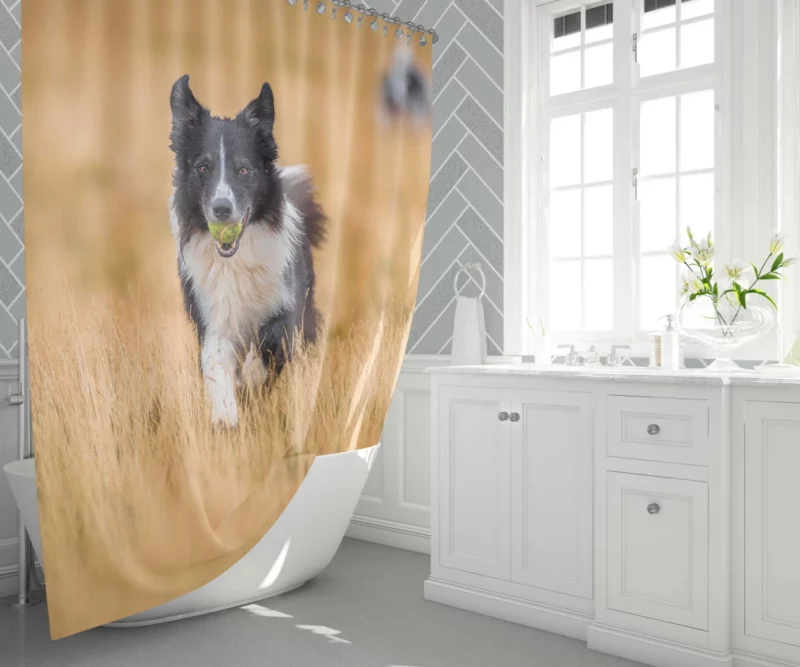 Energetic Border Collie Field Run Shower Curtain 1