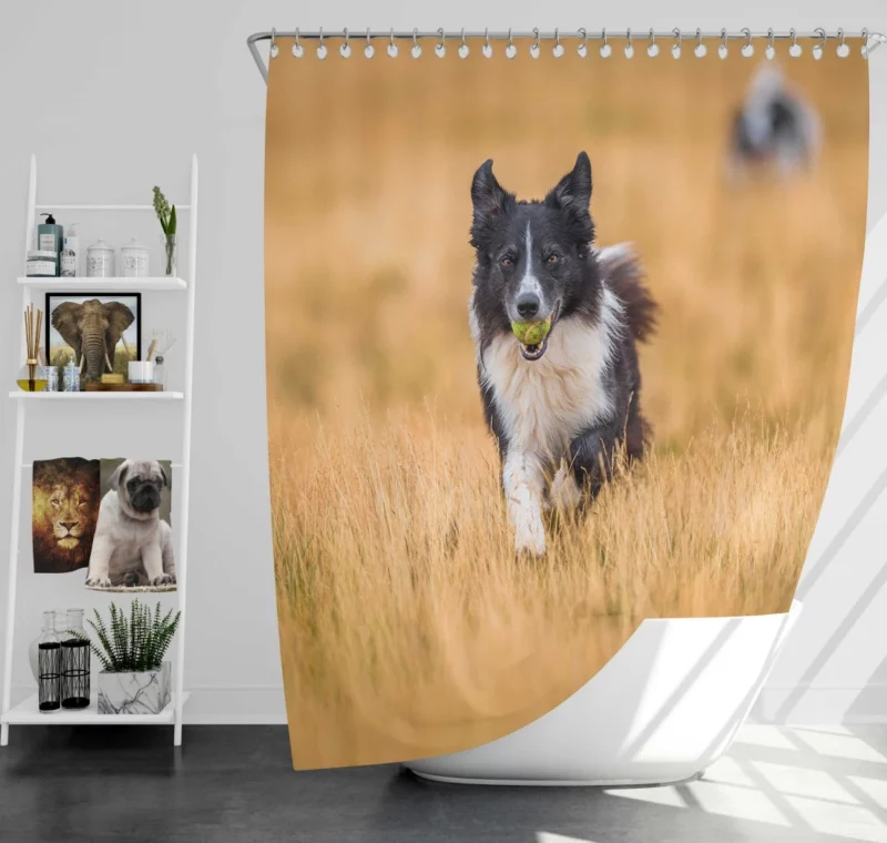 Energetic Border Collie Field Run Shower Curtain