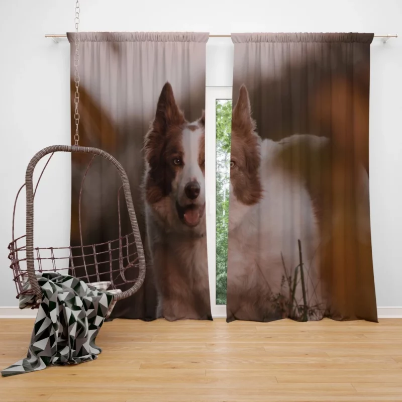 Energetic Charm Border Collie Curtain