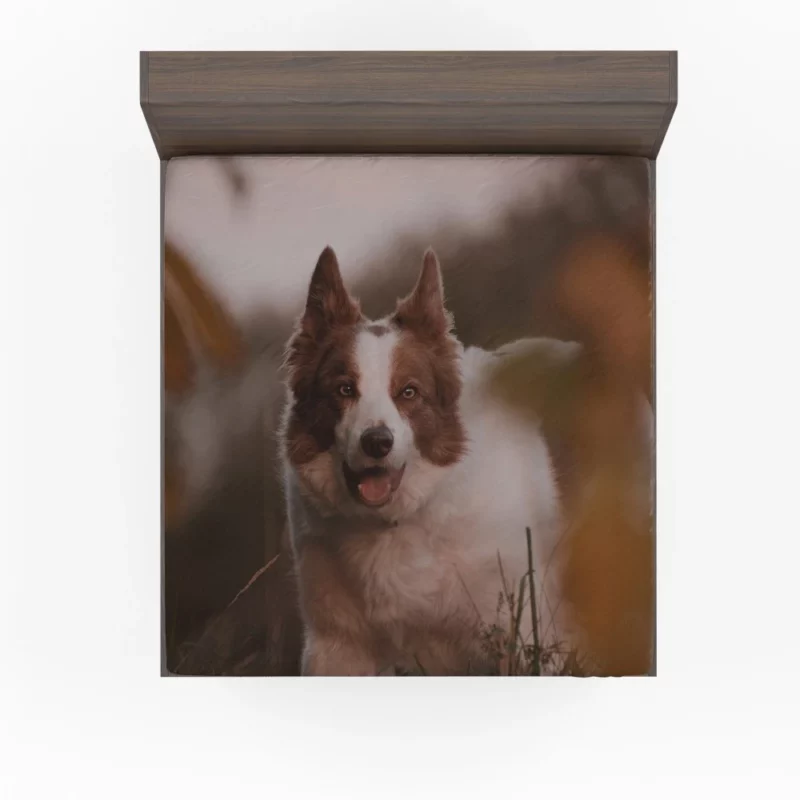 Energetic Charm Border Collie Fitted Sheet 1