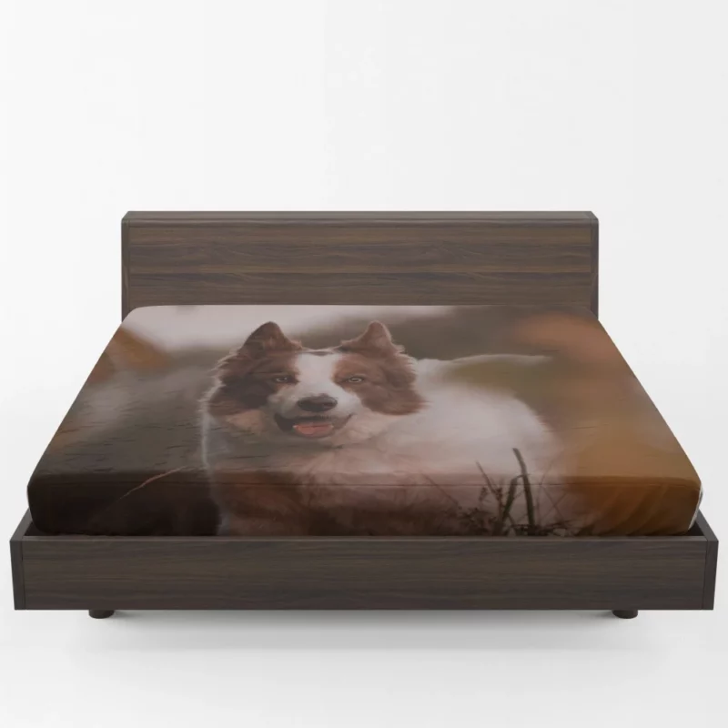 Energetic Charm Border Collie Fitted Sheet