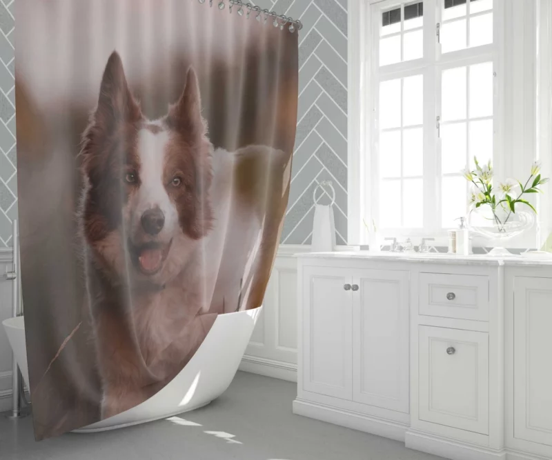 Energetic Charm Border Collie Shower Curtain 1