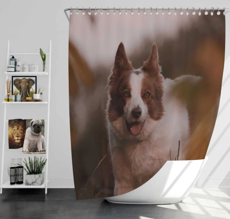 Energetic Charm Border Collie Shower Curtain