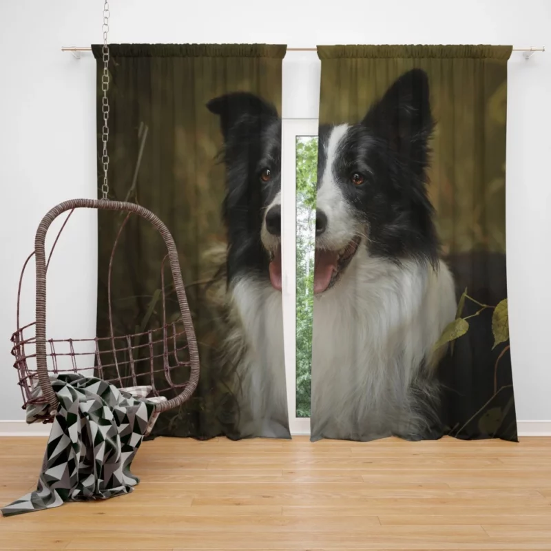 Energetic Essence Border Collie Curtain