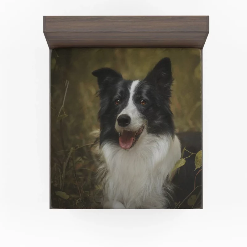 Energetic Essence Border Collie Fitted Sheet 1