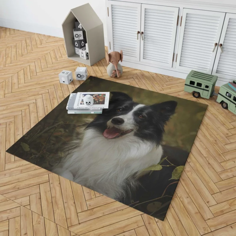 Energetic Essence Border Collie Rug 1