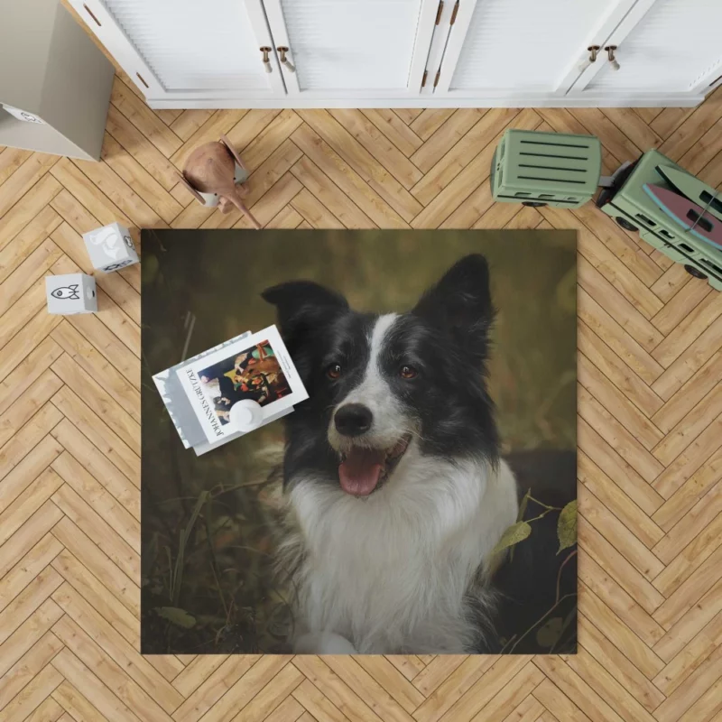 Energetic Essence Border Collie Rug