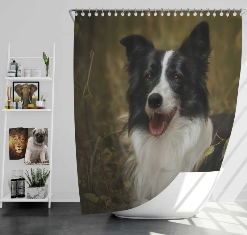 Energetic Essence Border Collie Shower Curtain