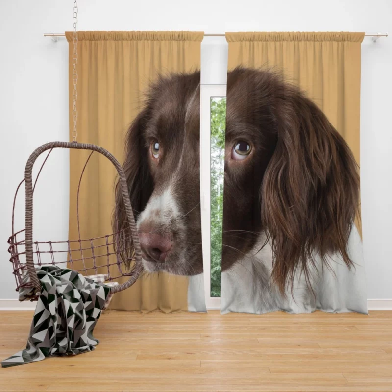 English Springer Spaniel Lively Companion Curtain