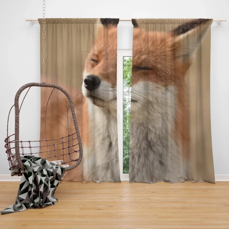 Enigmatic Stare Fox Charm Curtain