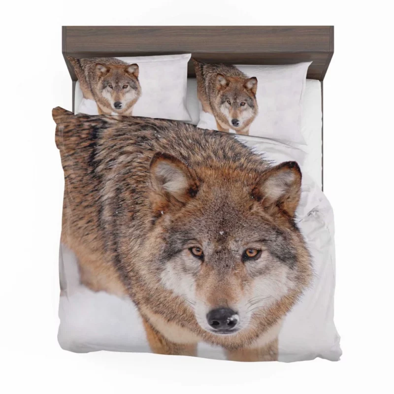 Enigmatic Wolf Gaze Untamed Wilderness Bedding Set 1