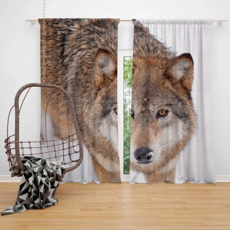 Enigmatic Wolf Gaze Untamed Wilderness Curtain