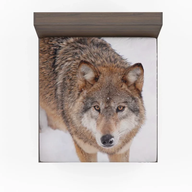 Enigmatic Wolf Gaze Untamed Wilderness Fitted Sheet 1