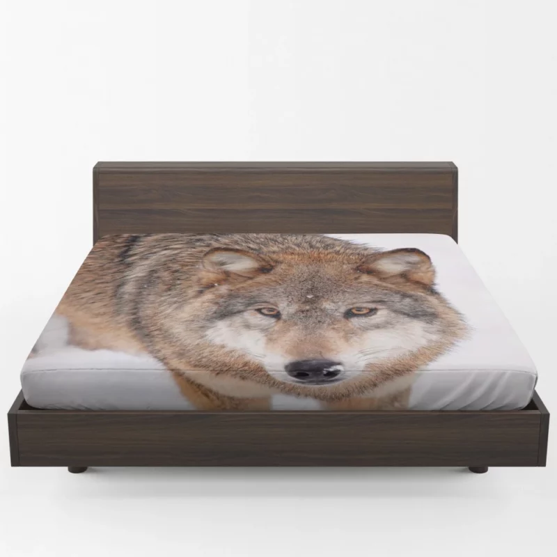 Enigmatic Wolf Gaze Untamed Wilderness Fitted Sheet