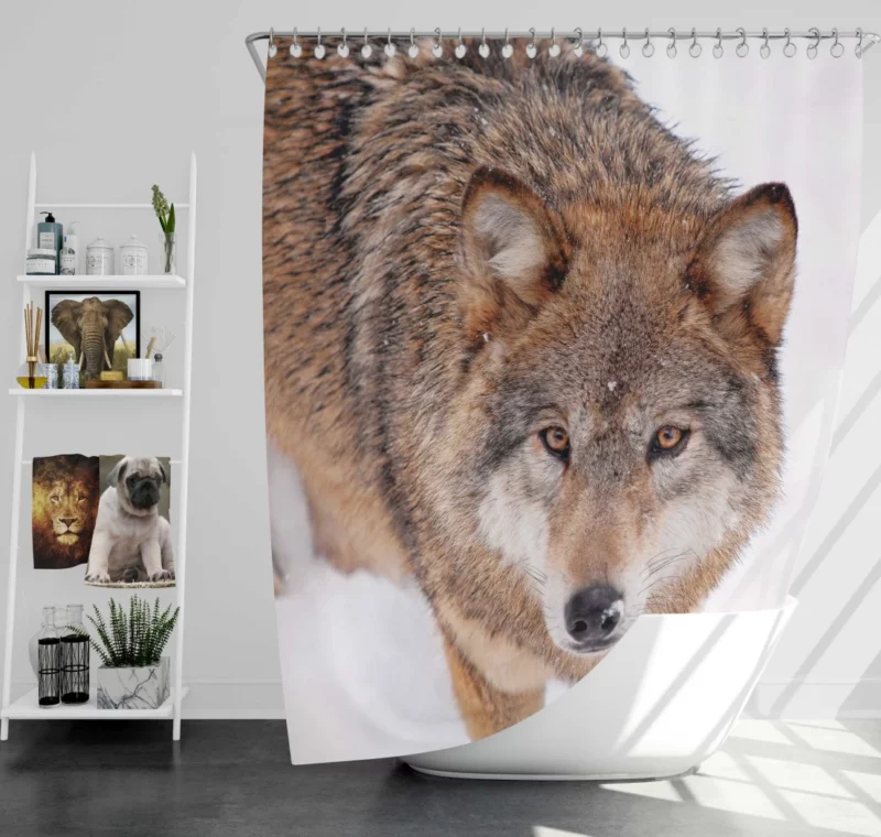 Enigmatic Wolf Gaze Untamed Wilderness Shower Curtain